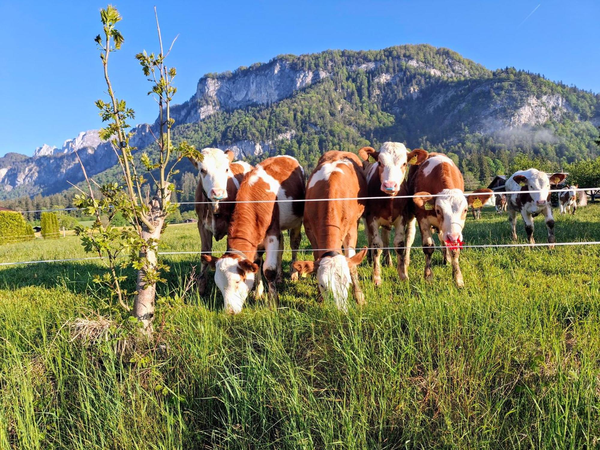 Villa Lampererhof Sankt Johann in Tirol Exterior foto
